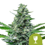 wholesale-royal-queen-seeds-royal-critical-auto-autoflowering-cannabis-seed