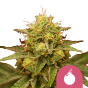 wholesale-royal-queen-seeds-royal-domina-feminized-cannabis-seeds