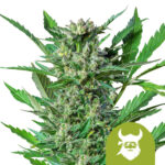 Royal Queen Seeds Royal Dwarf autoflowering cannabis seeds (5 seeds pack) wholesale-royal-queen-seeds-royal-dwarf-autoflowering-cannabis-seeds