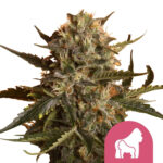 wholesale-royal-queen-seeds-royal-gorilla-feminized-cannabis-seeds