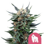 wholesale-royal-queen-seeds-royal-gorilla-feminized-cannabis-seeds