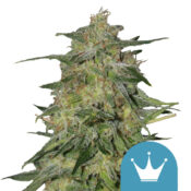 wholesale-royal-queen-seeds-royal-highness-cbd-cannabis-seeds