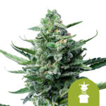 wholesale-royal-queen-seeds-royal-jack-auto-autoflowering-cannabis-seeds