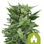 wholesale-royal-queen-seeds-royal-kush-auto-autoflowering-cannabis-seeds