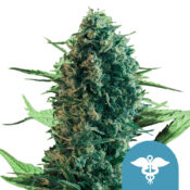 wholesale-royal-queen-seeds-royal-medic-cbd-cannabis-seeds