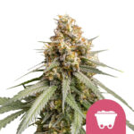 Royal Queen Seeds Shining Silver Haze feminized cannabis seeds (5 seeds pack) wholesale-royal-queen-seeds-shining-silver-haze-feminized-cannabis-seeds