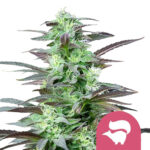 wholesale-royal-queen-seeds-skunk-xl-feminized-cannabis-seeds