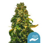 wholesale-royal-queen-seeds-solomatic-cbd-cannabis-seeds