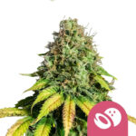 Royal Queen Seeds Somango XL feminized cannabis seeds (3 seeds pack) wholesale-royal-queen-seeds-somango-xl-feminized-cannabis-seeds