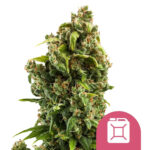 wholesale-royal-queen-seeds-sour-diesel-feminized-cannabis-seeds