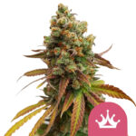 wholesale-royal-queen-seeds-special-queen-feminized-cannabis-seeds