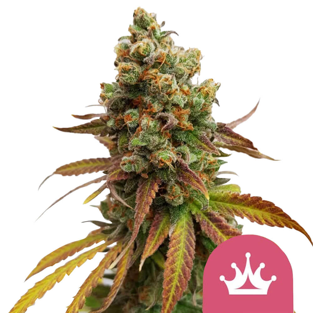 wholesale-royal-queen-seeds-special-queen-feminized-cannabis-seeds wholesale-royal-queen-seeds-special-queen-feminized-cannabis-seeds