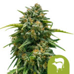 wholesale-royal-queen-seeds-sweet-skunk-auto-autoflowering-cannabis-seeds