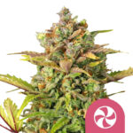 Royal Queen Seeds Sweet ZZ feminized cannabis seeds (3 seeds pack) wholesale-royal-queen-seeds-sweet-zz-feminized-cannabis-seeds