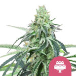 wholesale-royal-queen-seeds-wedding-gelato-feminized-cannabis-seeds