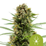 Royal Queen Seeds White Widow Auto autoflowering cannabis seeds (3 seeds pack) wholesale-royal-queen-seeds-white-widow-auto-autoflowering-cannabis-seeds