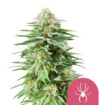 wholesale-royal-queen-seeds-white-widow-feminized-cannabis-seeds