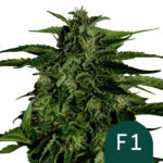 Royal Queen Seeds Apollo F1 autoflowering cannabis seeds (3 seeds pack) wholesale-royal-queen-seeds-apollo-f1-autoflowering-cannabis-seeds-3-seeds-pack