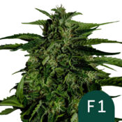 wholesale-royal-queen-seeds-apollo-f1-autoflowering-cannabis-seeds-3-seeds-pack