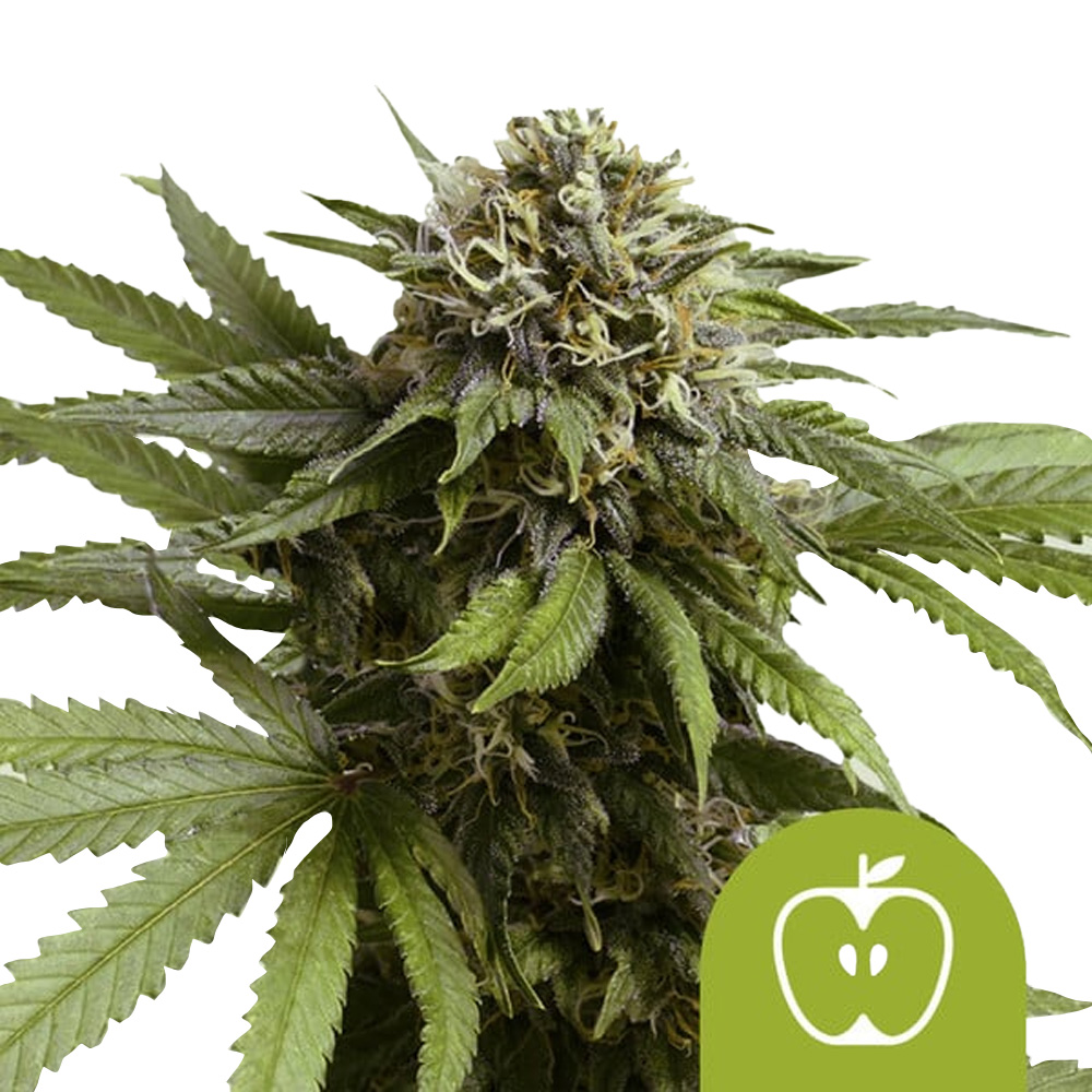wholesale-royal-queen-seeds-apple-fritter-auto-autoflowering-cannabis-seeds-5-seeds-pack wholesale-royal-queen-seeds-apple-fritter-auto-autoflowering-cannabis-seeds-5-seeds-pack