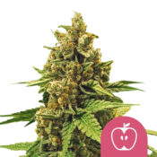 wholesale-royal-queen-seeds-apple-fritter-feminized-cannabis-seeds-3-seeds-pack