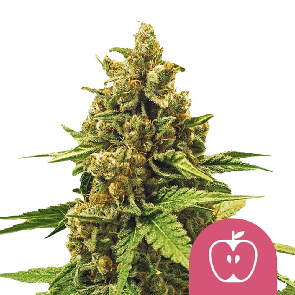 wholesale-royal-queen-seeds-apple-fritter-feminized-cannabis-seeds-5-seeds-pack wholesale-royal-queen-seeds-apple-fritter-feminized-cannabis-seeds-5-seeds-pack