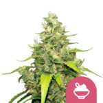 wholesale-royal-queen-seeds-blue-gelato-feminized-cannabis-seeds-3-seeds-pack