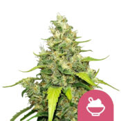 wholesale-royal-queen-seeds-blue-gelato-feminized-cannabis-seeds-3-seeds-pack