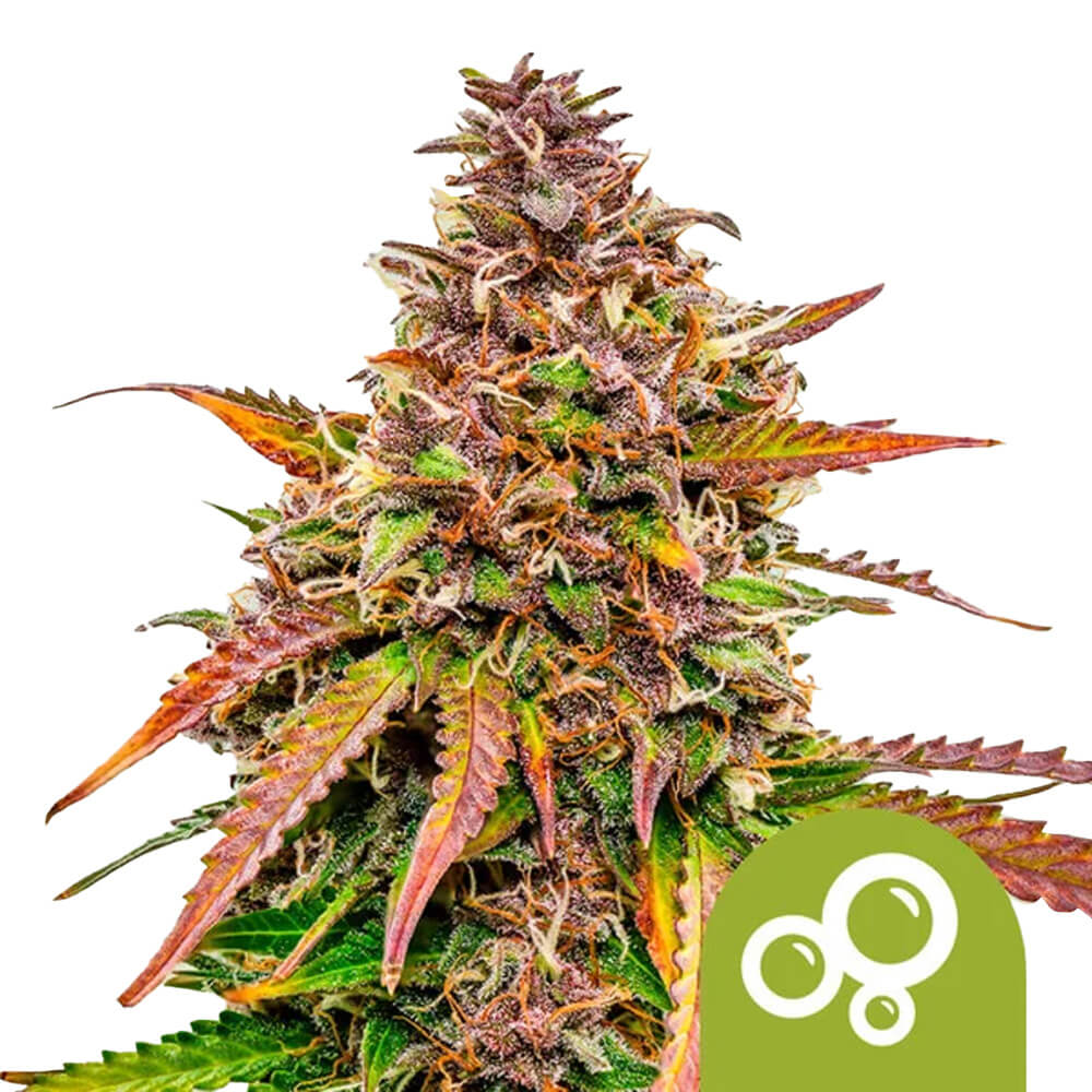 wholesale-royal-queen-seeds-bubble-kush-autoflowering-cannabis-seeds-5-seeds-pack Royal Queen Seeds Bubble Kush autoflowering cannabis seeds (5 seeds pack) - Image 1