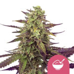 Royal Queen Seeds Cereal Milk feminized cannabis seeds (5 seeds pack) wholesale royal queen seeds cereal milk feminized cannabis seeds 5 seeds pack