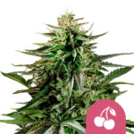 wholesale-royal-queen-seeds-cherry-pie-feminized-cannabis-seeds-3-seeds-pack