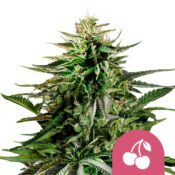 wholesale-royal-queen-seeds-cherry-pie-feminized-cannabis-seeds-5-seeds-pack