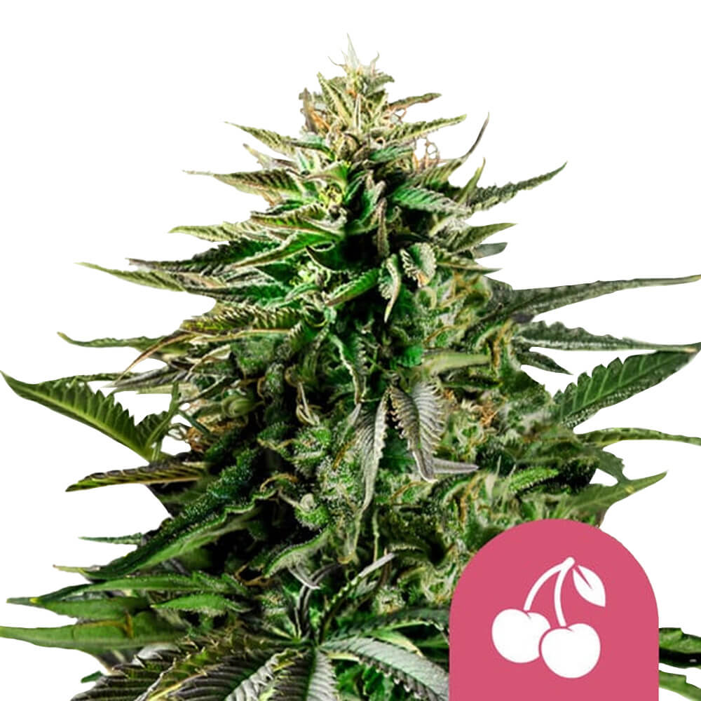 wholesale-royal-queen-seeds-cherry-pie-feminized-cannabis-seeds-5-seeds-pack wholesale-royal-queen-seeds-cherry-pie-feminized-cannabis-seeds-5-seeds-pack