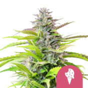 wholesale-royal-queen-seeds-cookies-gelato-feminized-cannabis-seeds-5-seeds-pack