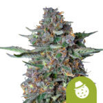 Royal Queen Seeds Do-si-dos Auto autoflowering cannabis seeds (3 seeds pack) wholesale-royal-queen-seeds-do-si-dos-auto-autoflowering-cannabis-seeds-3-seeds-pack
