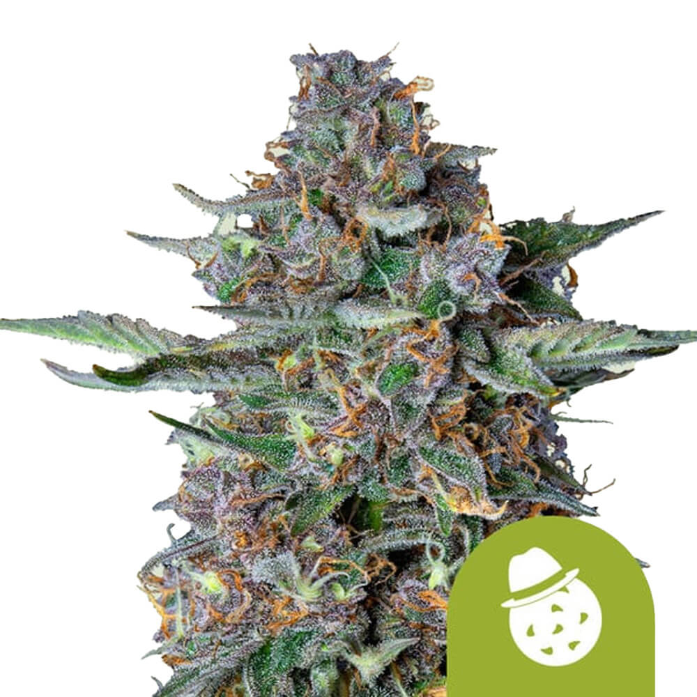 wholesale-royal-queen-seeds-do-si-dos-auto-autoflowering-cannabis-seeds-5-seeds-pack wholesale-royal-queen-seeds-do-si-dos-auto-autoflowering-cannabis-seeds-5-seeds-pack