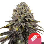 Royal Queen Seeds x Tyson 2.0 Dynamite Diesel feminized cannabis seeds (5 seeds pack) wholesale-royal-queen-seeds-dynamite-diesel-autoflowering-cannabis-seeds-5-seeds-pack