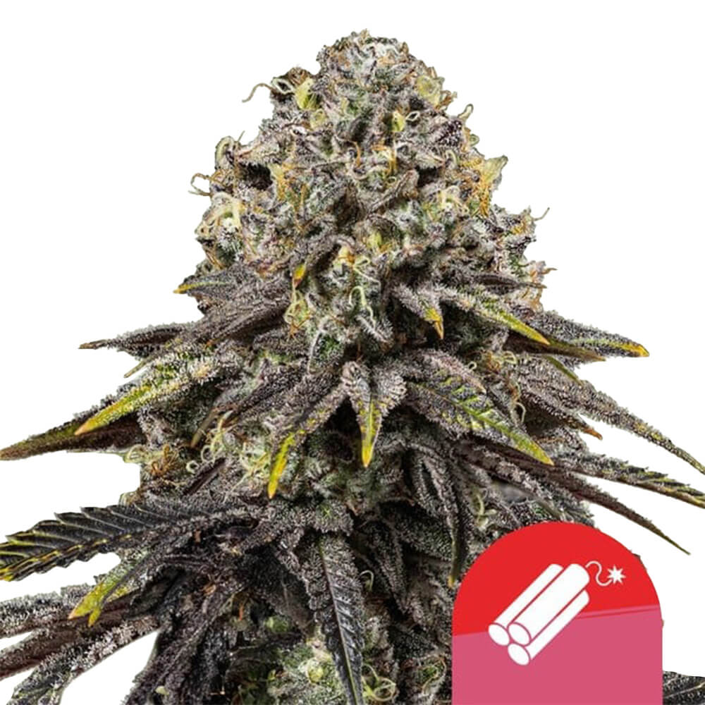 wholesale-royal-queen-seeds-dynamite-diesel-autoflowering-cannabis-seeds-5-seeds-pack wholesale-royal-queen-seeds-dynamite-diesel-autoflowering-cannabis-seeds-5-seeds-pack