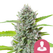 wholesale-royal-queen-seeds-el-patron-feminized-cannabis-seeds-5-seeds-pack