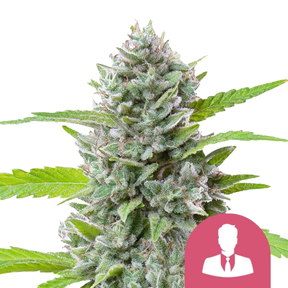 wholesale-royal-queen-seeds-el-patron-feminized-cannabis-seeds-5-seeds-pack wholesale-royal-queen-seeds-el-patron-feminized-cannabis-seeds-5-seeds-pack