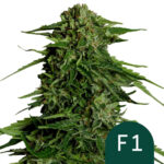 Royal Queen Seeds Epsilon F1 autoflowering cannabis seeds (3 seeds pack) wholesale-royal-queen-seeds-epsilon-f1-autoflowering-cannabis-seeds-3-seeds-pack