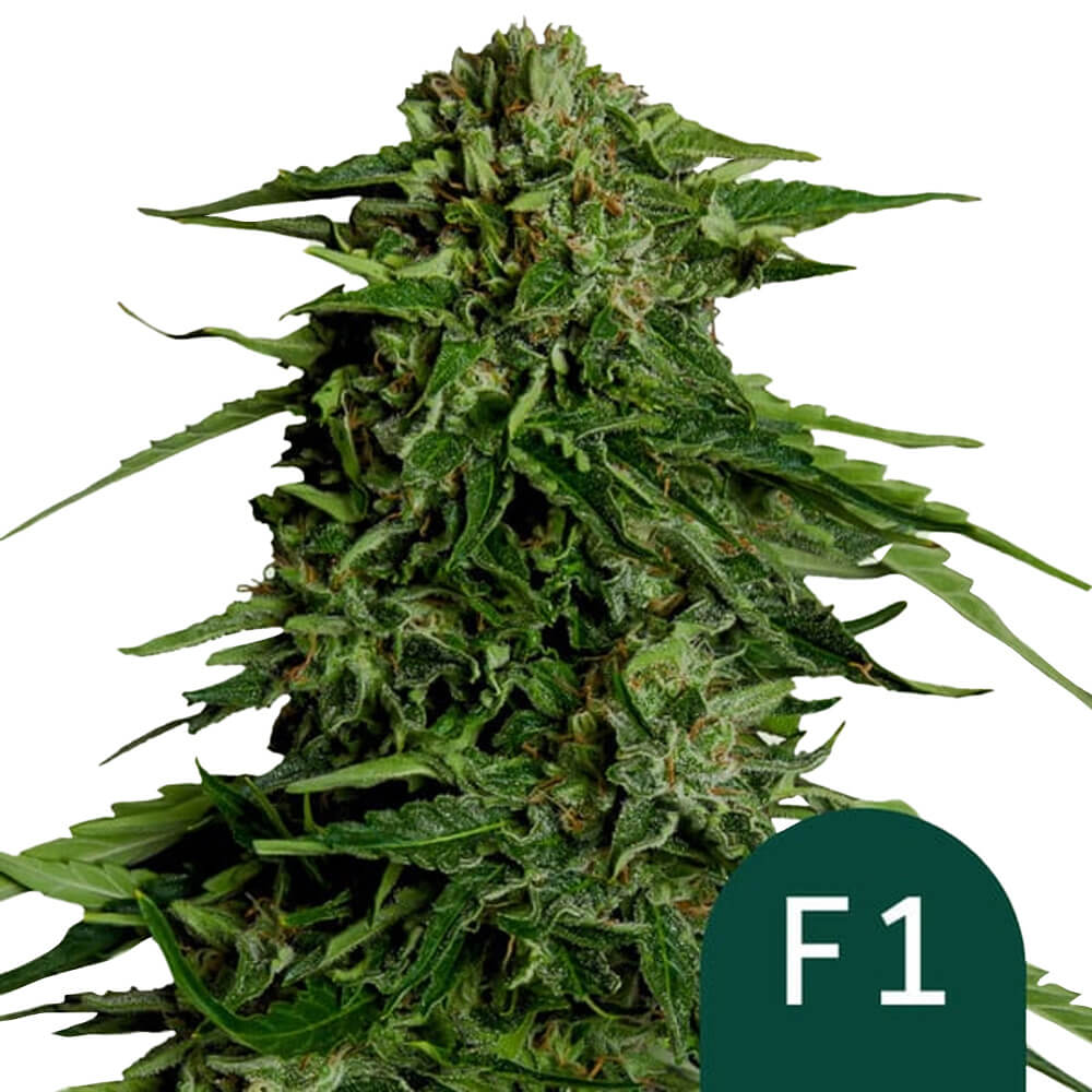 wholesale-royal-queen-seeds-epsilon-f1-autoflowering-cannabis-seeds-3-seeds-pack wholesale-royal-queen-seeds-epsilon-f1-autoflowering-cannabis-seeds-3-seeds-pack