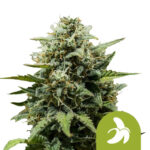 wholesale-royal-queen-seeds-fat-banana-auto-autoflowering-cannabis-seeds-3-seeds-pack