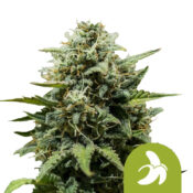 wholesale-royal-queen-seeds-fat-banana-auto-autoflowering-cannabis-seeds-3-seeds-pack