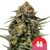 wholesale-royal-queen-seeds-gelato-44-autoflowering-cannabis-seeds-5-seeds-pack