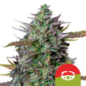wholesale-royal-queen-seeds-goatlato-auto-autoflowering-cannabis-seeds-3-seeds-pack