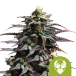 Royal Queen Seeds Granddaddy Purple Auto autoflowering cannabis seeds (5 seeds pack) wholesale-royal-queen-seeds-granddaddy-purple-auto-autoflowering-cannabis-seeds-3-seeds-pack