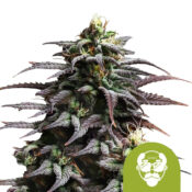 wholesale-royal-queen-seeds-granddaddy-purple-auto-autoflowering-cannabis-seeds-3-seeds-pack