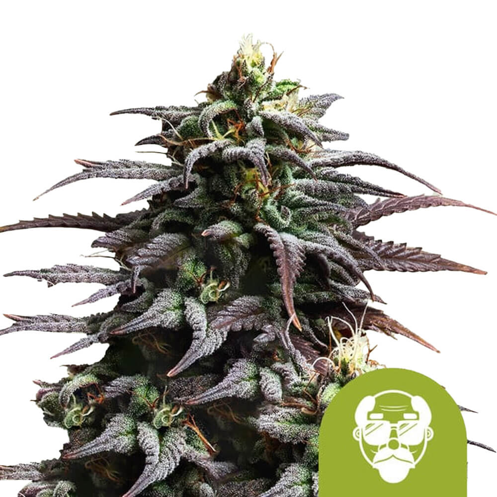 wholesale-royal-queen-seeds-granddaddy-purple-auto-autoflowering-cannabis-seeds-3-seeds-pack wholesale-royal-queen-seeds-granddaddy-purple-auto-autoflowering-cannabis-seeds-3-seeds-pack