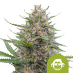Royal Queen Seeds Grape Ape Auto autoflowering cannabis seeds (3 seeds pack) wholesale-royal-queen-seeds-grape-ape-auto-autoflowering-cannabis-seeds-3-seeds-pack